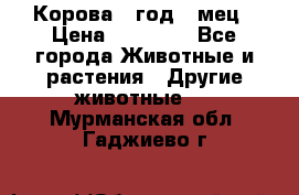 Корова 1 год 4 мец › Цена ­ 27 000 - Все города Животные и растения » Другие животные   . Мурманская обл.,Гаджиево г.